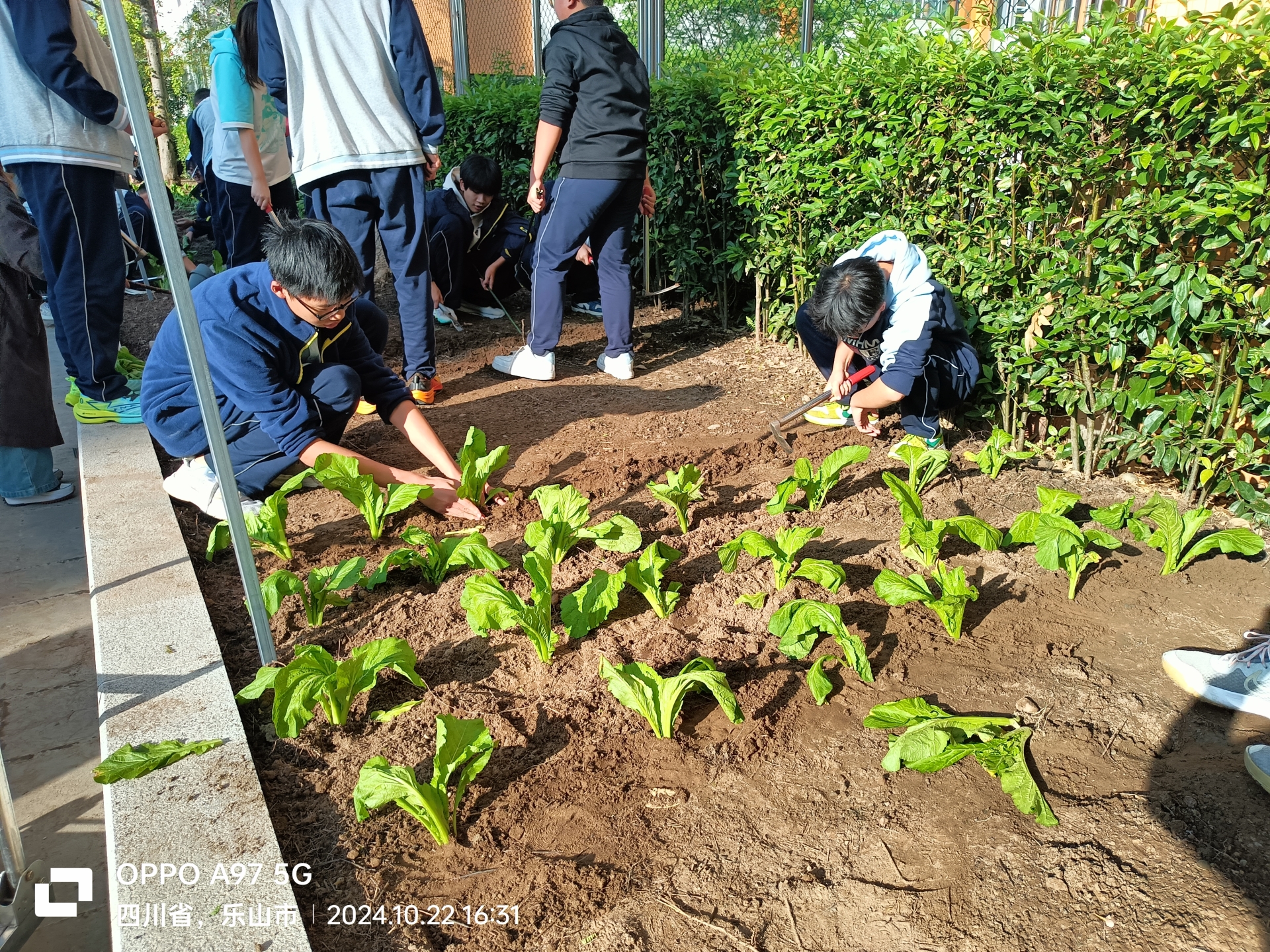 劳动铸就辉煌 奋斗创造未来 ——乐山立志达高级中学2024年秋季劳动实践纪实